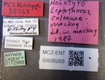Media type: image;   Entomology 35263 Aspect: labels